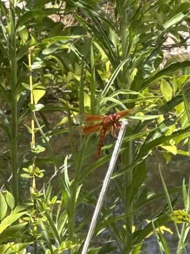 Flame Skimmer seen in Sonoma Valley