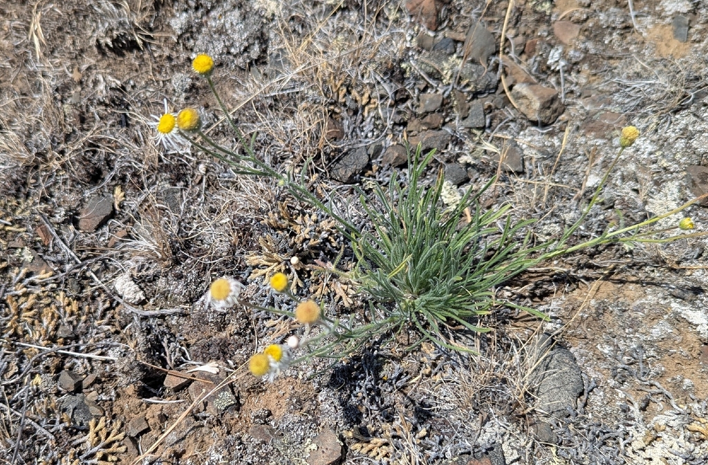 Erigeron filifolius; photograph (c) Victor Hooper, some rights reserved (CC BY)