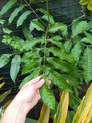Tapirira guianensis