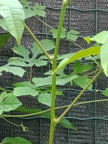 Tapirira guianensis, photograph 2