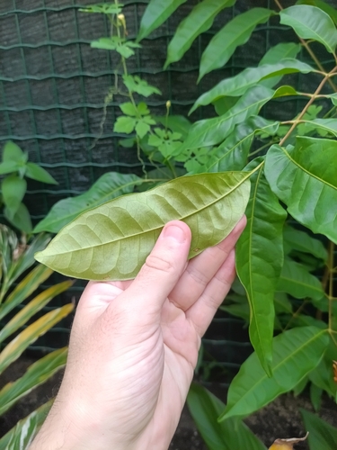 Tapirira guianensis, photograph 3