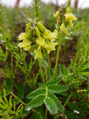 Tundra Milkvetch