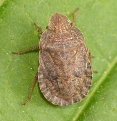 Sciocoris microphthalmus