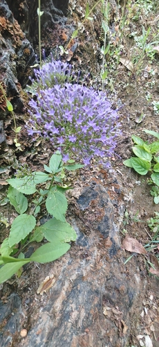 Throatwort