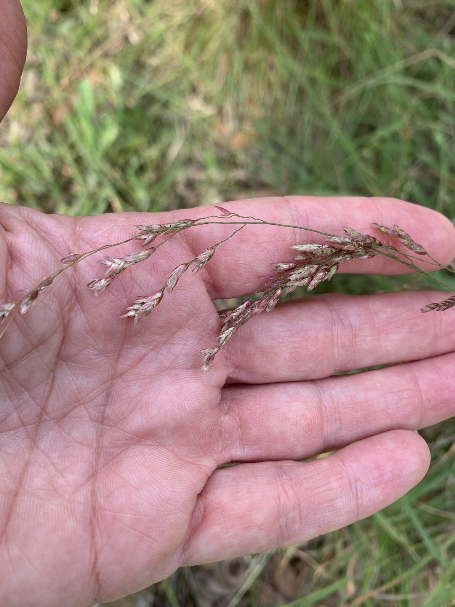Tridens texanus