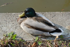 Anas platyrhynchos