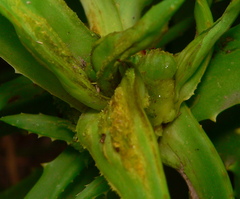 Aceria aloinis