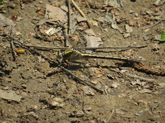 Gomphurus septima