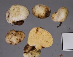 Russula osphranticarpa