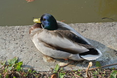 Anas platyrhynchos