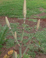 Aloe pretoriensis