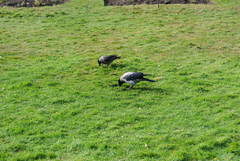 Corvus cornix