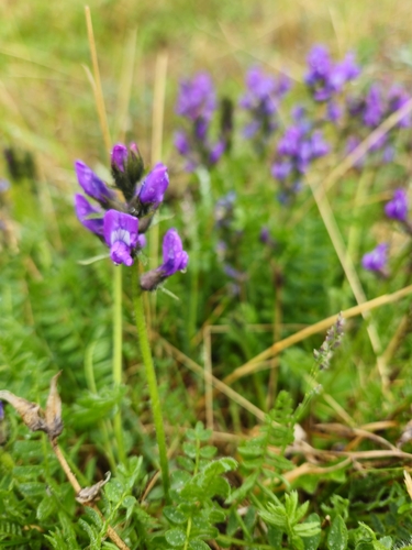 boreal locoweed