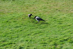 Corvus cornix