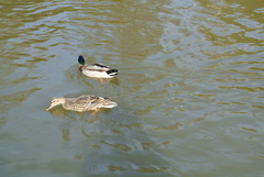 Anas platyrhynchos