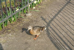 Anas platyrhynchos