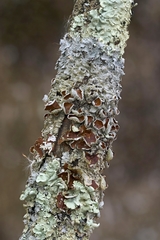 Imshaugia placorodia