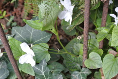 Viola
