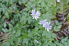 Anemonoides apennina