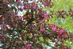 Malus purpurea
