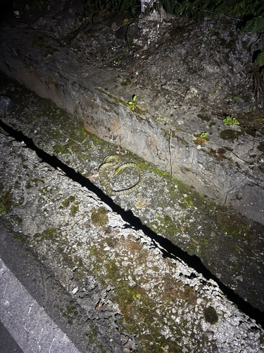 King Ratsnake