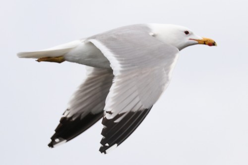 California Gull, photo 3 of 9