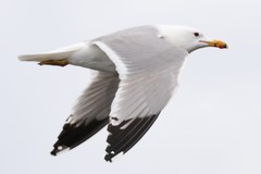 California Gull photo 6