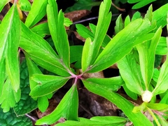 Anemonoides ranunculoides