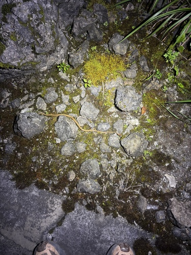 Boulenger's Slug Snake