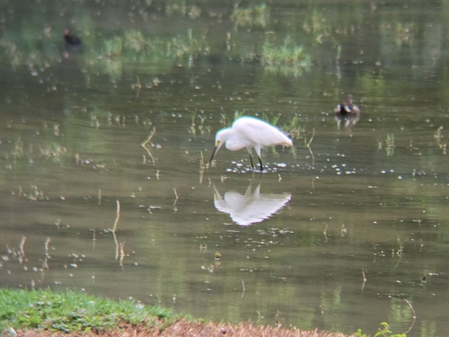 Snowy Egret