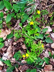 Anemonoides ranunculoides