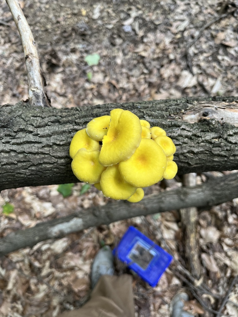 Golden Oyster Mushroom · July 2026 · photo: Photo: no rights reserved · iNaturalist