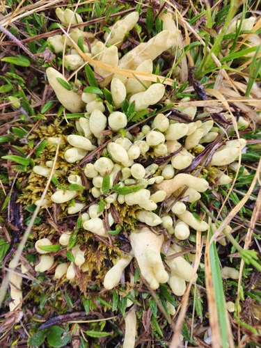 Arctic Butterfingers Lichen