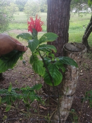 Pachystachys spicata
