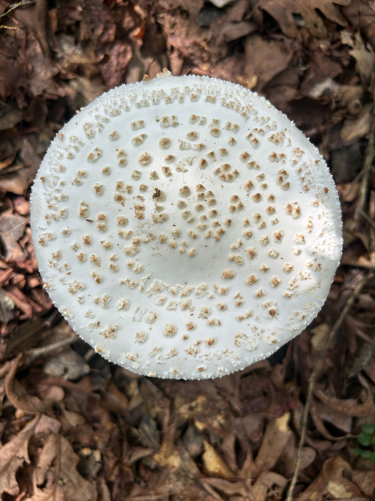 Coker's amanita · July 2026 · photo: Photo: (c) martin_livezey, some rights reserved (CC BY) · iNaturalist
