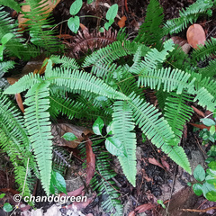 Dicranopteris pedata