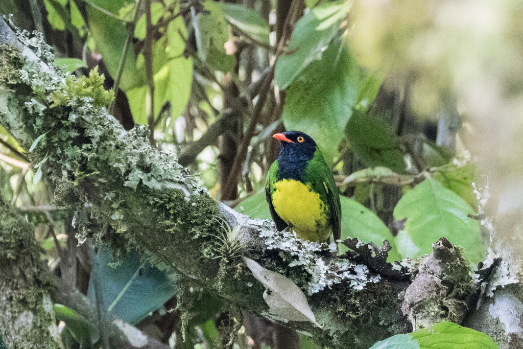 Black-chested Fruiteater photo