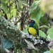 Black-chested Fruiteater - Photo (c) Blair Dudeck, some rights reserved (CC BY), uploaded by Blair Dudeck