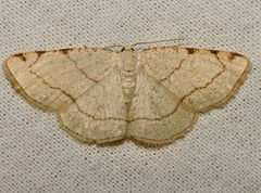 Stegania trimaculata