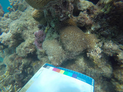 Galaxea fascicularis