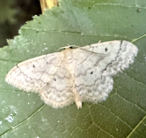 Small Fan-footed Wave
