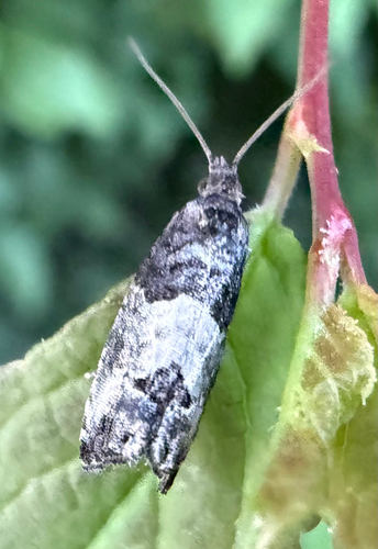 Eye-spotted Bud Moth