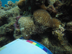 Galaxea fascicularis