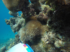 Galaxea fascicularis