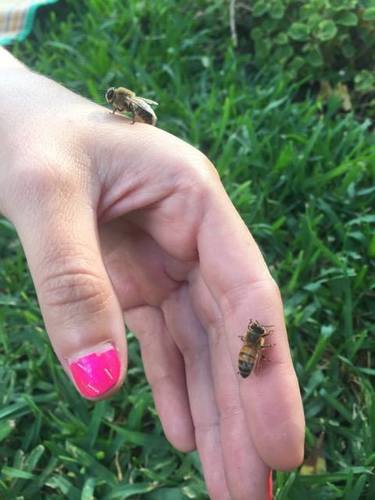 photo of Western Honey Bee (Apis mellifera)