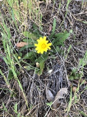 Leontodon saxatilis saxatilis