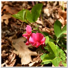 Lathyrus rotundifolius