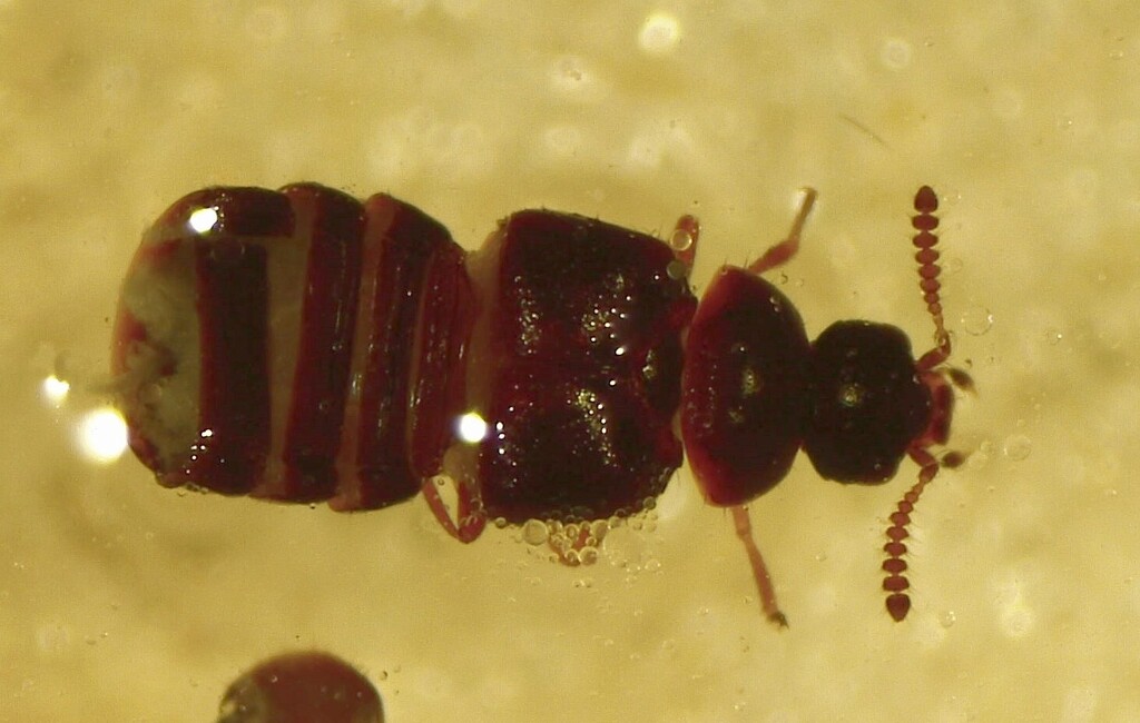 Encephalus americanus