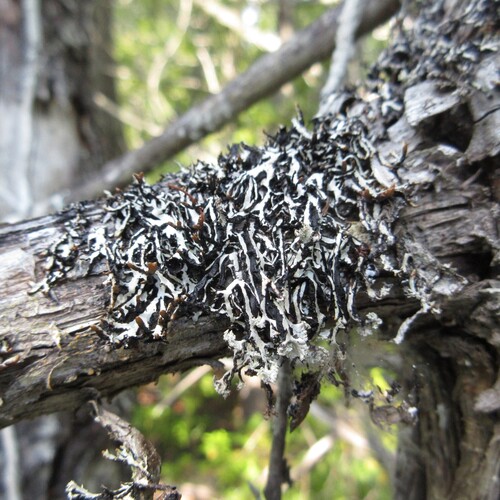 Hypogymnia vittata observed 2026-07-08