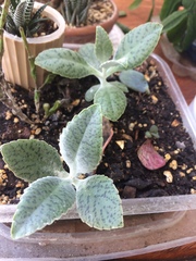 Kalanchoe gastonis-bonnieri